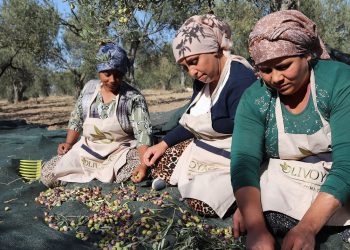 Kuzey Ege’de zeytin için erken hasat telaşı başladı
